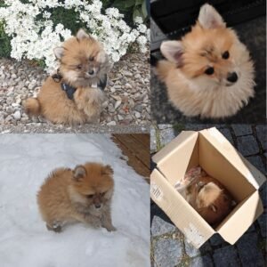 bebe lulu