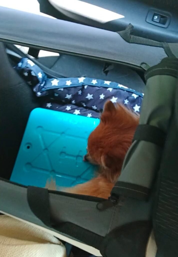 lulu placa de gelo no carro