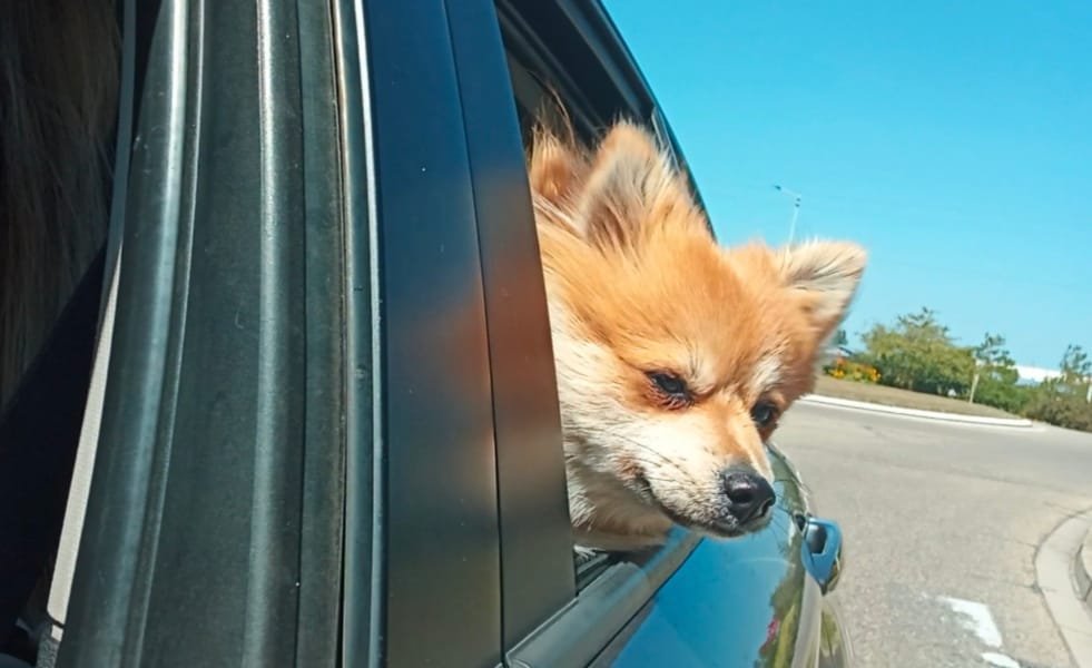 lulu viajando carro verão